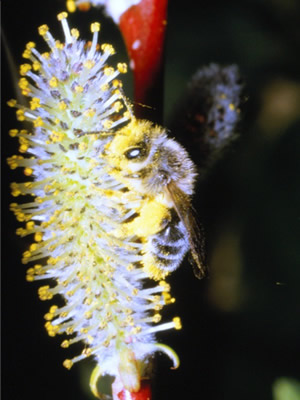 Andrena hebes Pérez (Andrenidae, Lake Jyusan-ko, Apmori Pref., Japan)